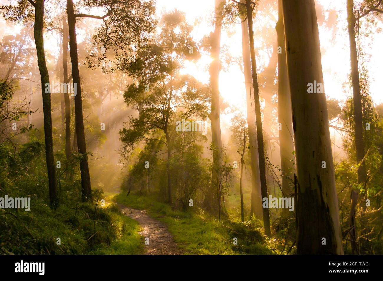 Godrays from the golden sunrise shine through the misty forest trees Stock Photo