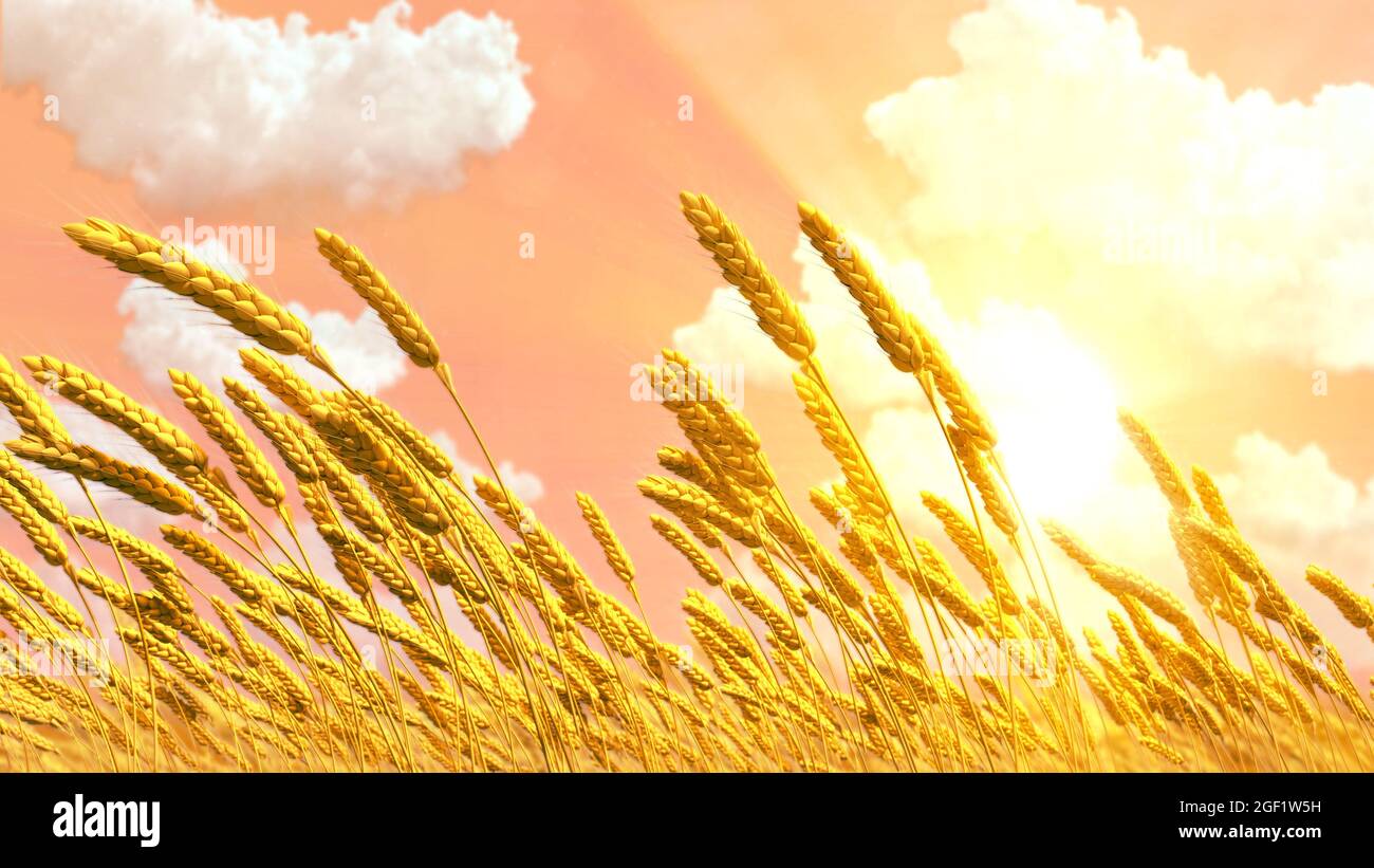 Ripe Rye Color ripe rye or wheat spikelets field at pretty sundown backdrop , cgi ...