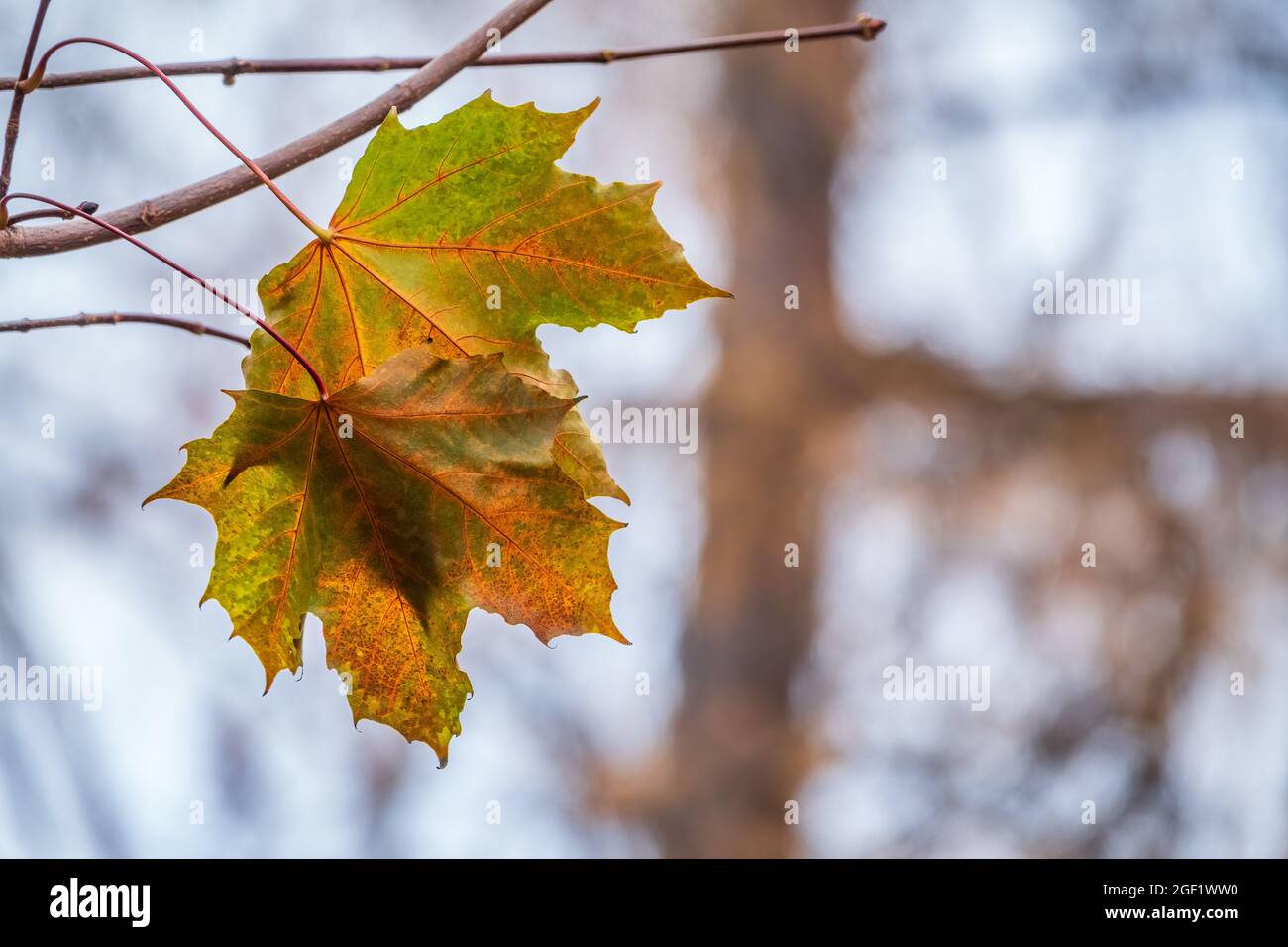 Maple branches with yellow leaves in autumn, in the light of sunset ...