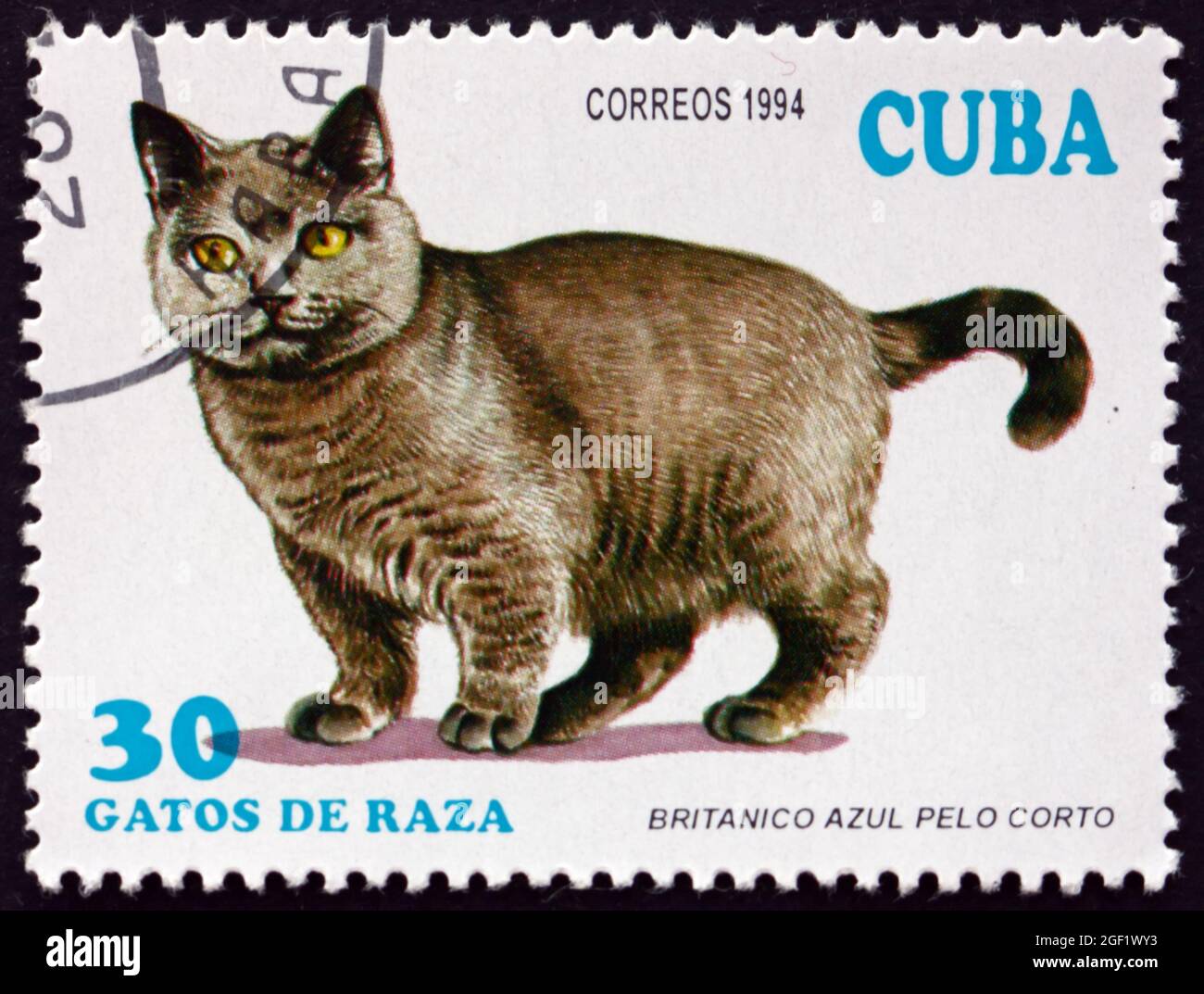 CUBA - CIRCA 1994: a stamp printed in Cuba shows Blue British shorthair, domesticated breed of cat, circa 1994 Stock Photo