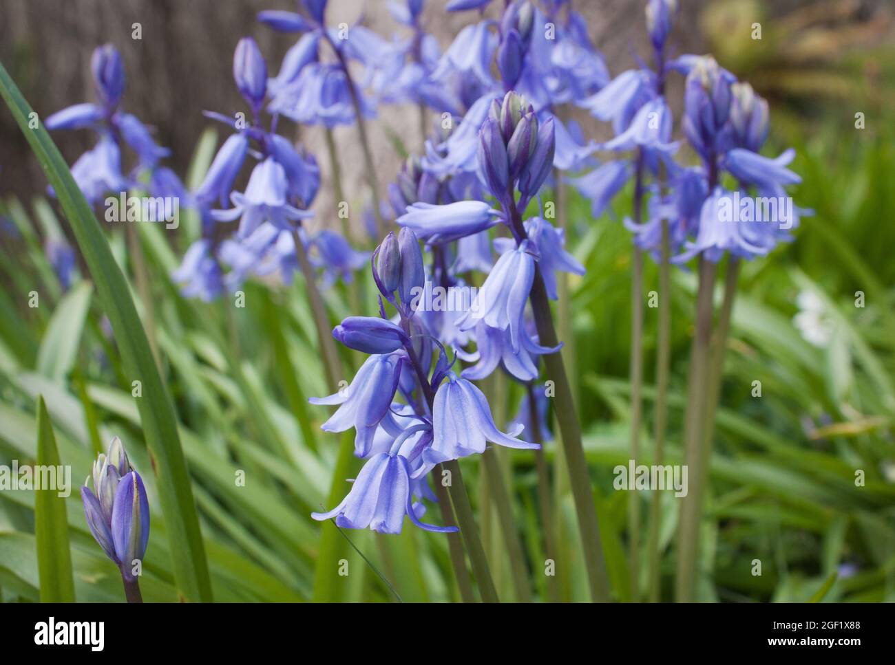 Bluebell hyacinths in bloom Stock Photo
