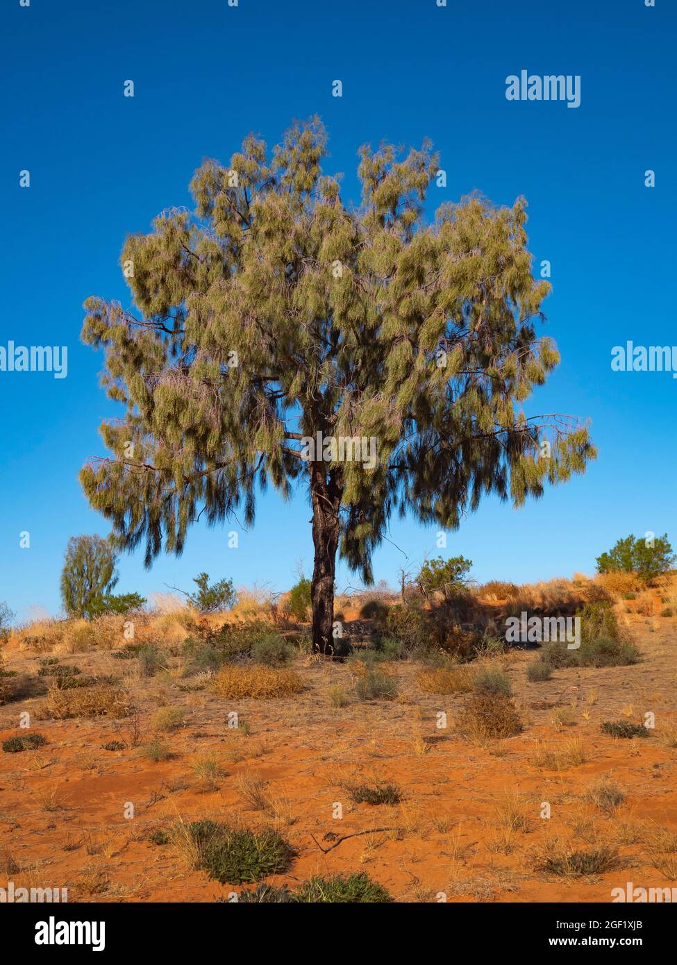 Desert Oak, Allocasuarina decaisneana, in outback Central Australia with blue sky. Stock Photo