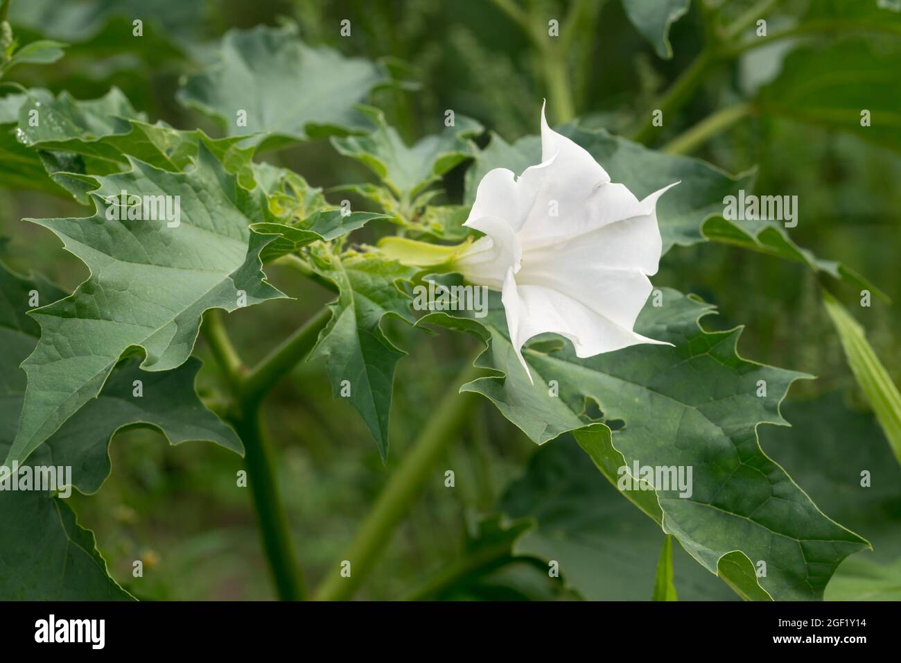 Datura stramonium, thorn apple, jimsonweed white flower in meadow closeup selectiwe focus Stock Photo