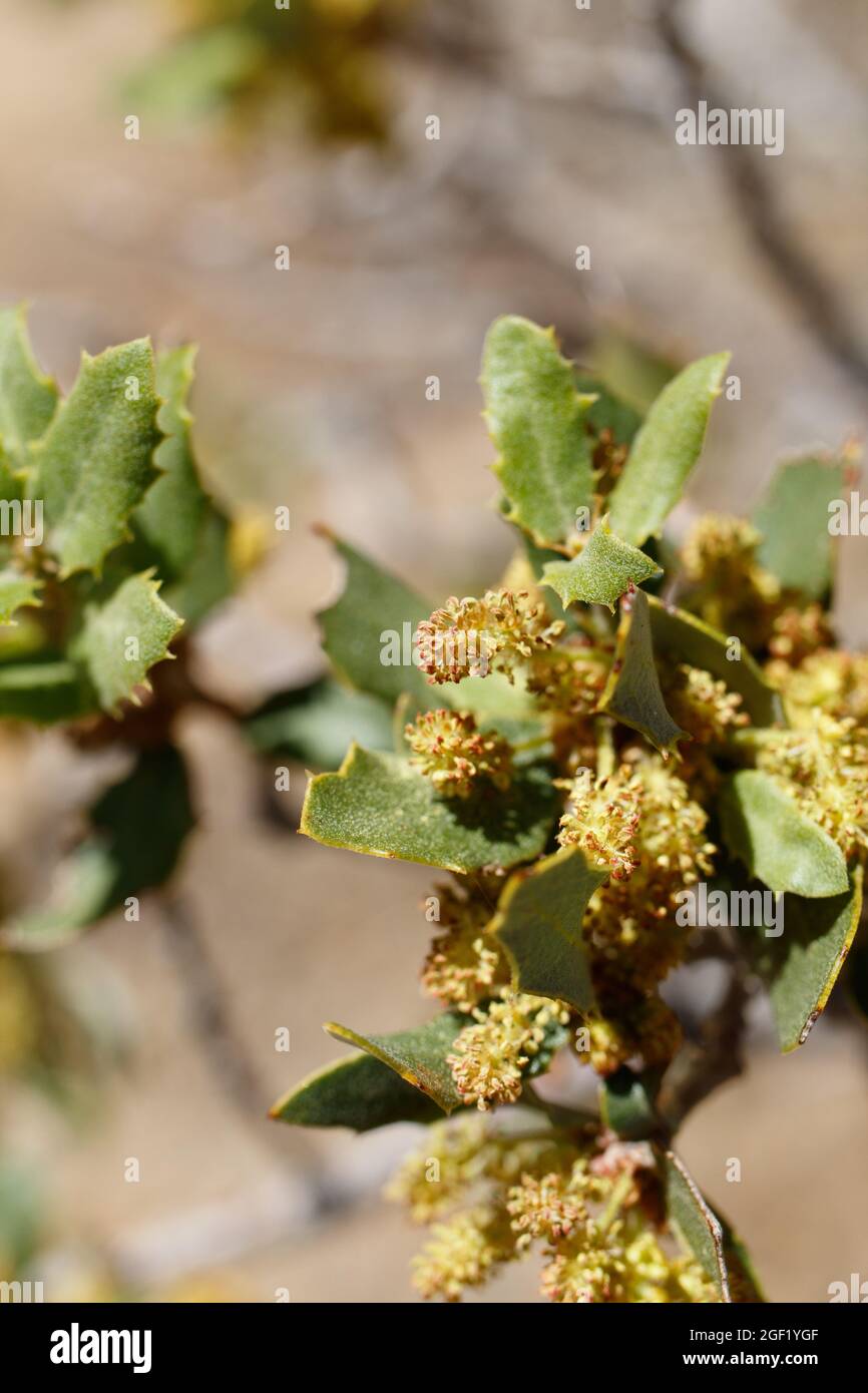 Staminate catkin bloom of Desert Scrub Oak, Quercus Cornelius-Mulleri, Fagaceae, native in Joshua Tree National Park, Mojave Desert, Springtime. Stock Photo