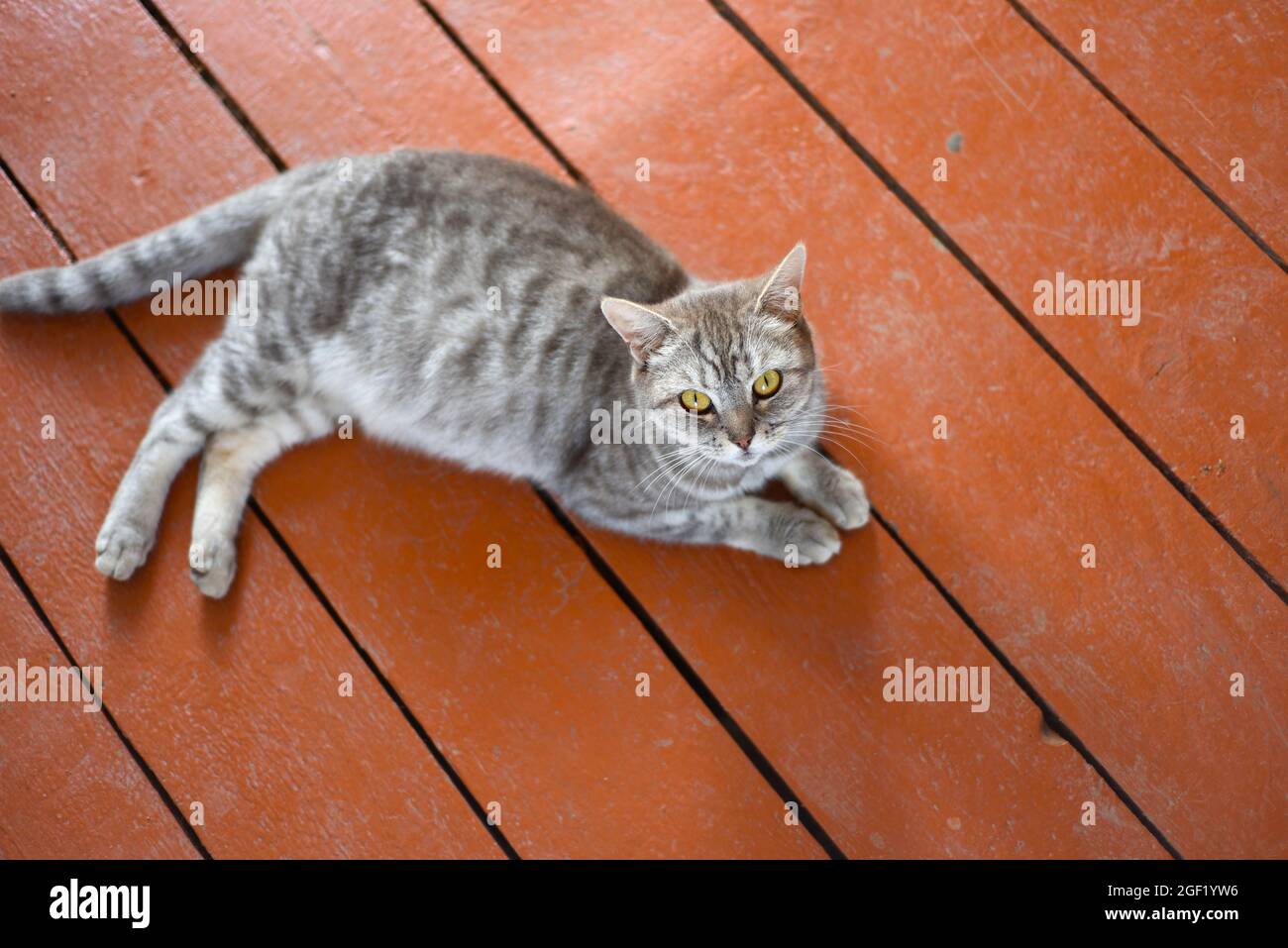 Pregnant gray cat before giving birth Stock Photo
