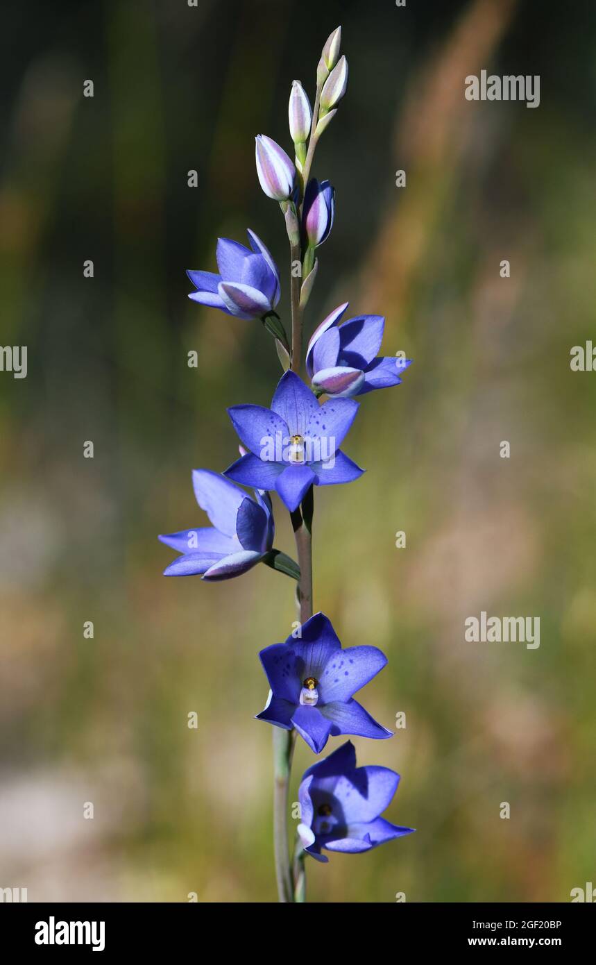 Blue to mauve flowers of the Australian Spotted Sun Orchid, Thelymitra ixioides, family Orchidaceae, growing in Sydney woodland, New South Wales Stock Photo