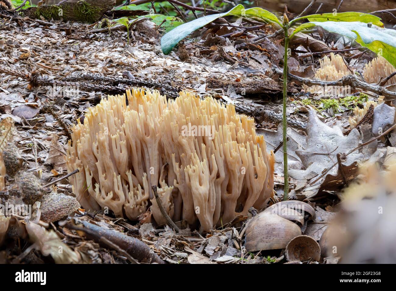 Close up of a salmon coral Ramaria formosa mushroom between pine needles and moss Stock Photo