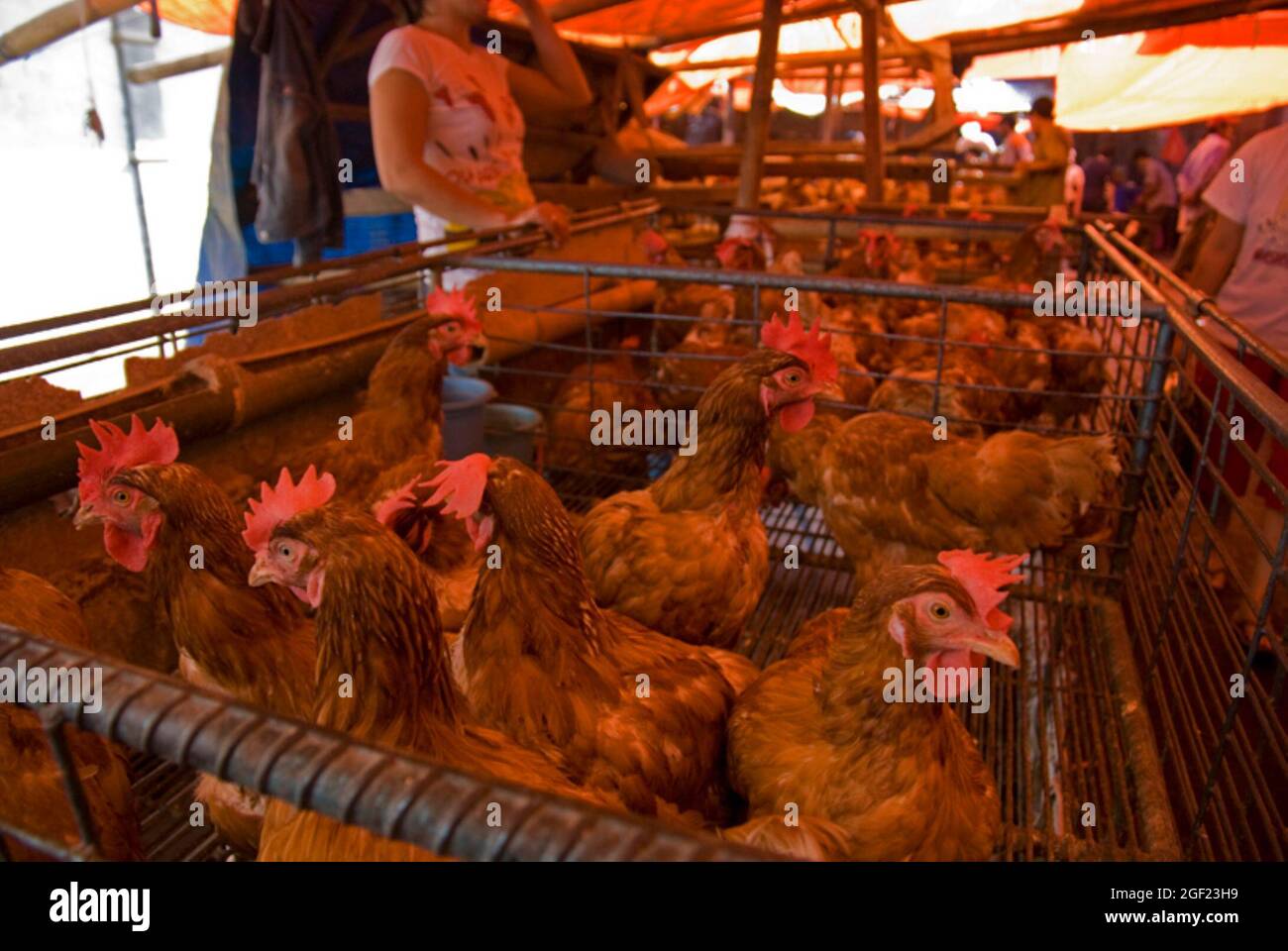 who sells chicken