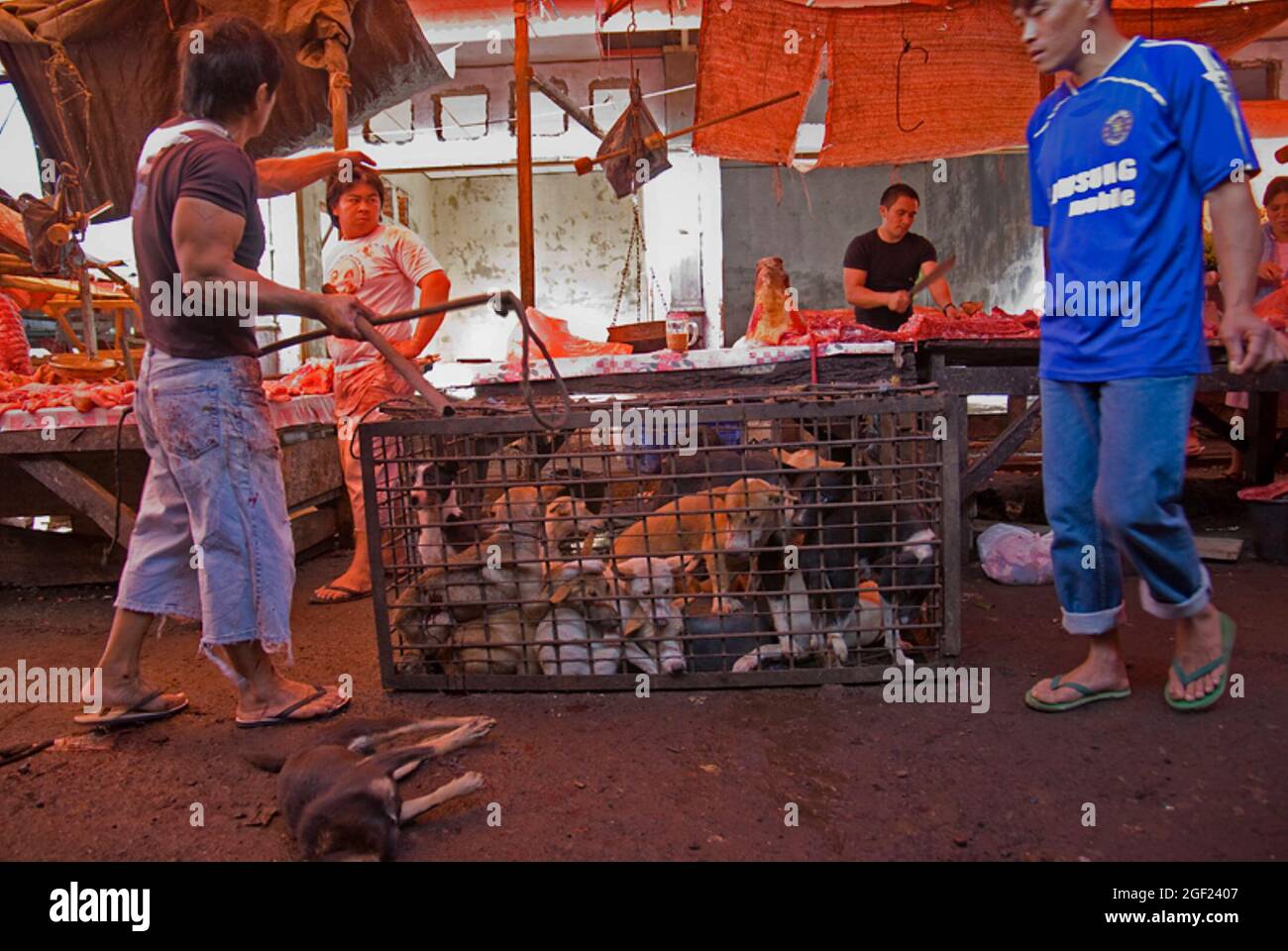 A vendor that sells dogs at meat market in Tomohon, North Sulawesi