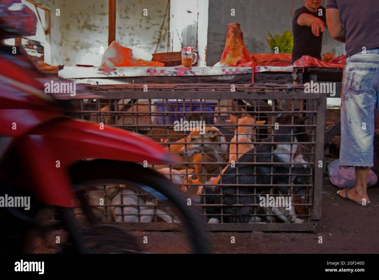 Dogs at meat market in Tomohon, North Sulawesi, Indonesia Stock Photo