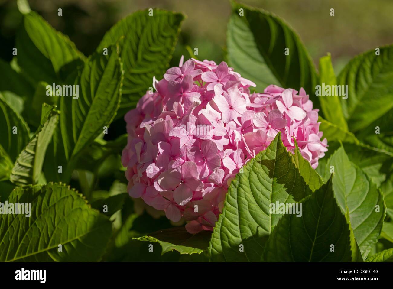 Pink ball shaped inflorescence of French hydrangea (Hydrangea macrophylla) blooming on a sunny summer day Stock Photo