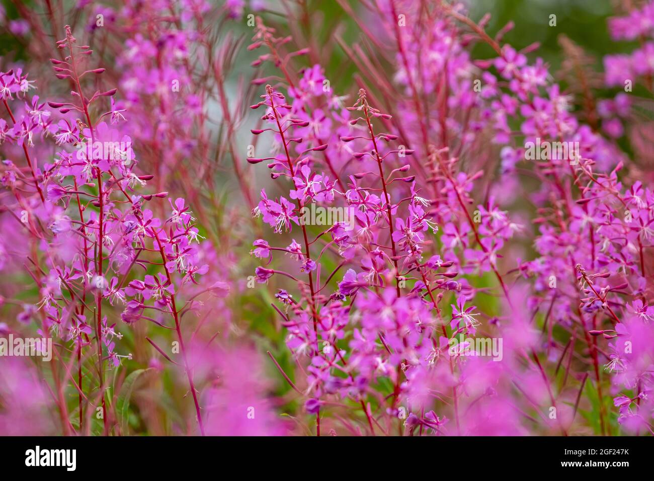 Inflorescences of Fireweed, Chamerion angustifolium in Finnish nature Stock Photo