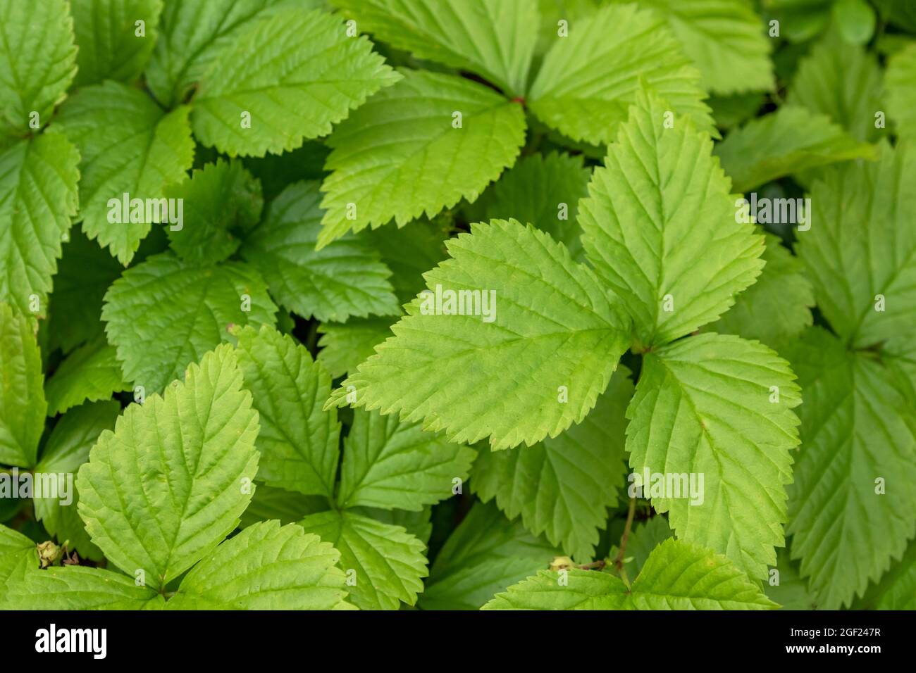 Green leaves of Rubus arcticus known also as Arctic bramble or Arctic raspberry growing in Finnish nature Stock Photo