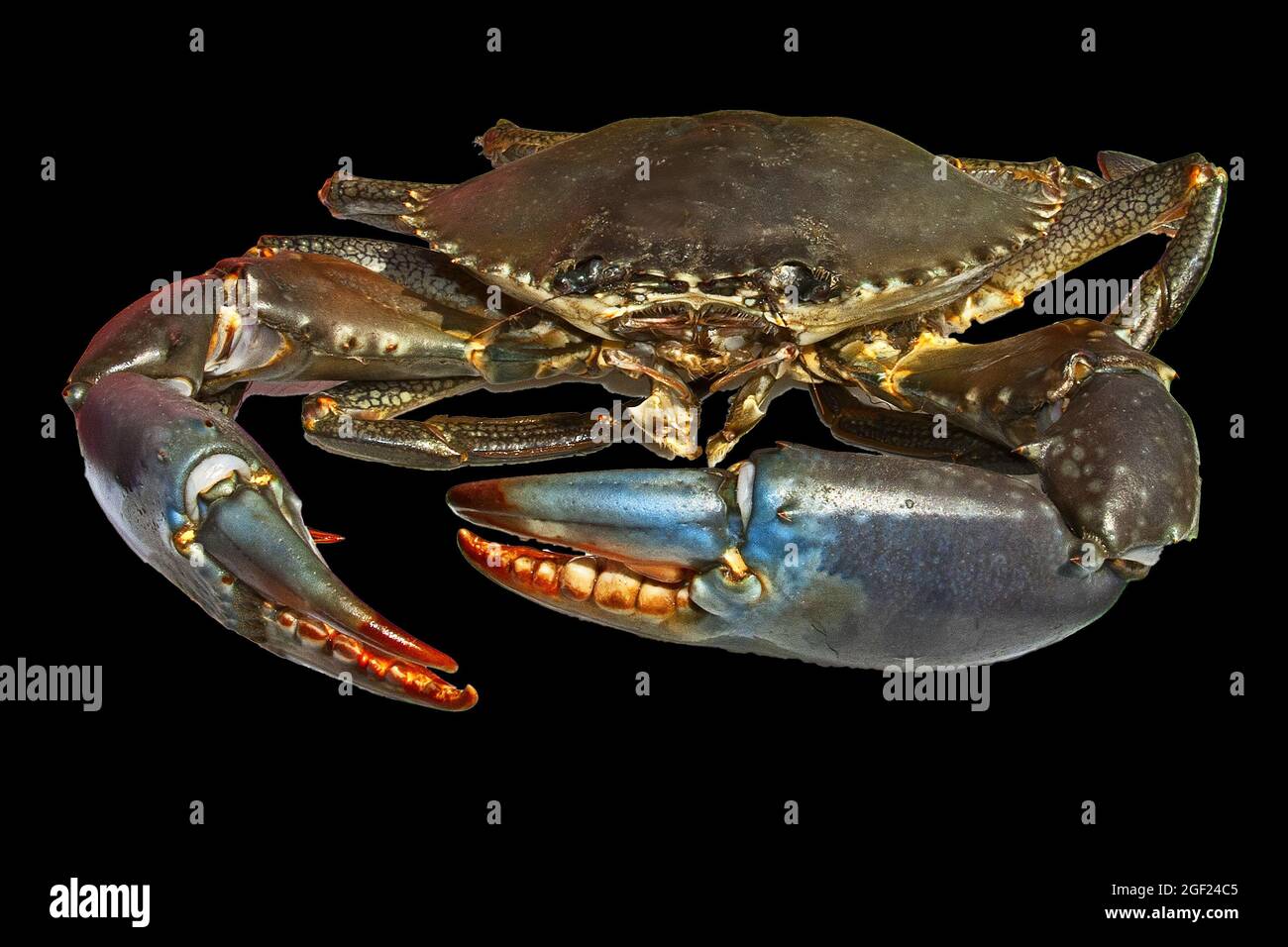 Live Australian Giant Mud Crab (Scylla serrata). Isolated on black background. Also known as Mangrove and Serrated Crab. Queensland, Australia. Stock Photo