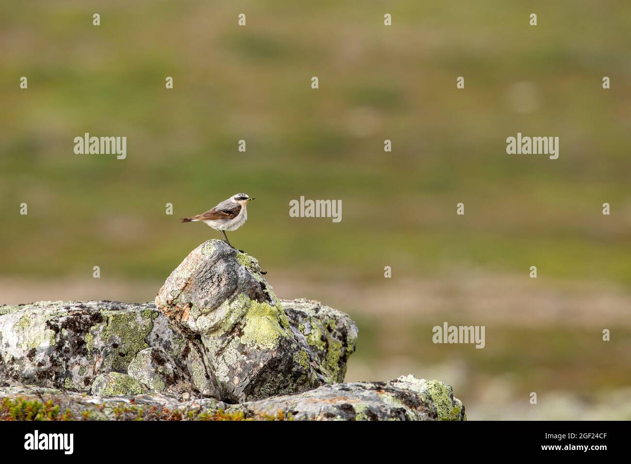 Small songbird, Northern wheatear (Oenanthe oenanthe) standing on the stone at Kiilopää, Northern Finland, Europe Stock Photo