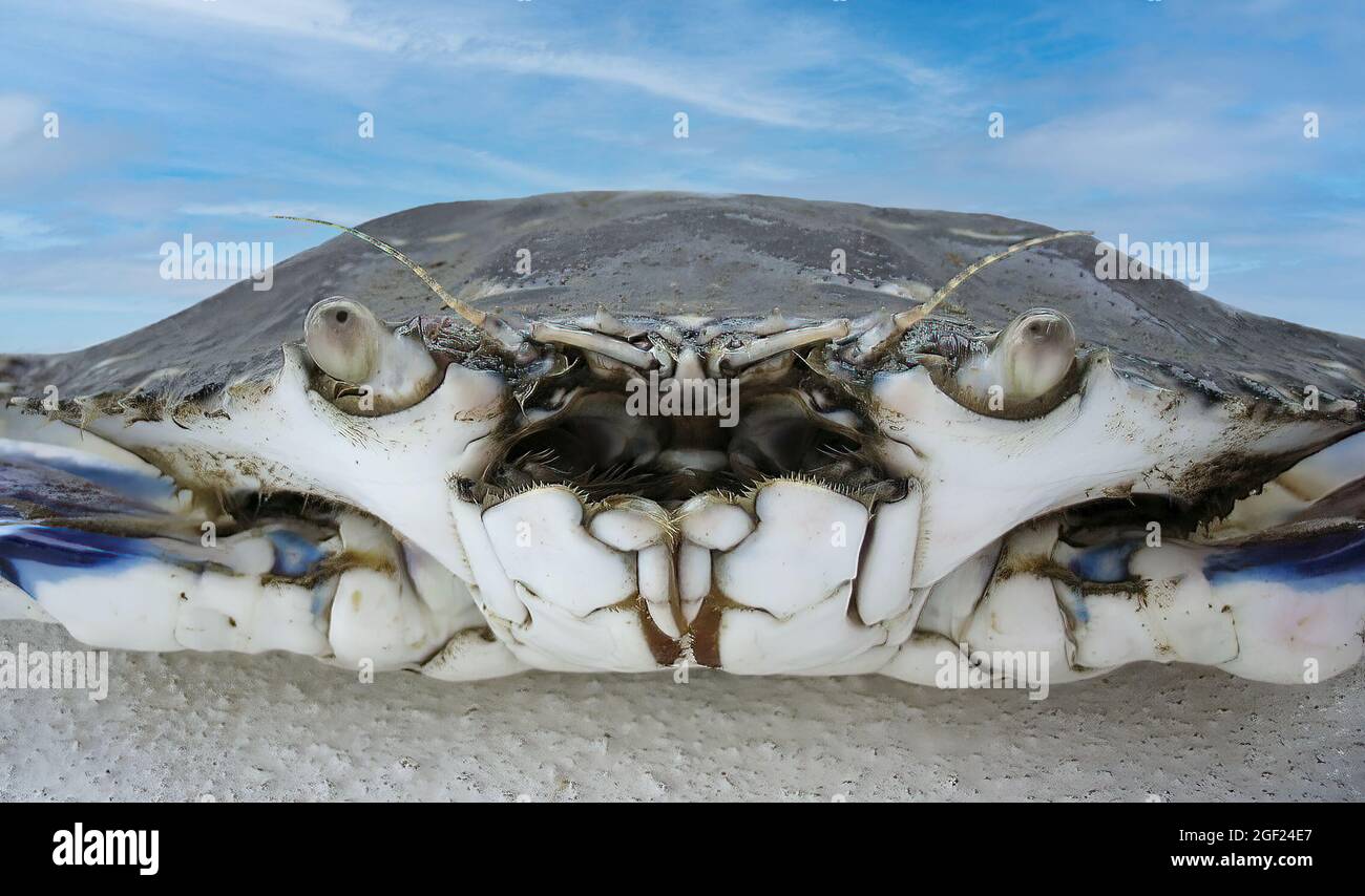 A very closeup of an Australian Blue Swimmer Crab (sand crab ) Showing
