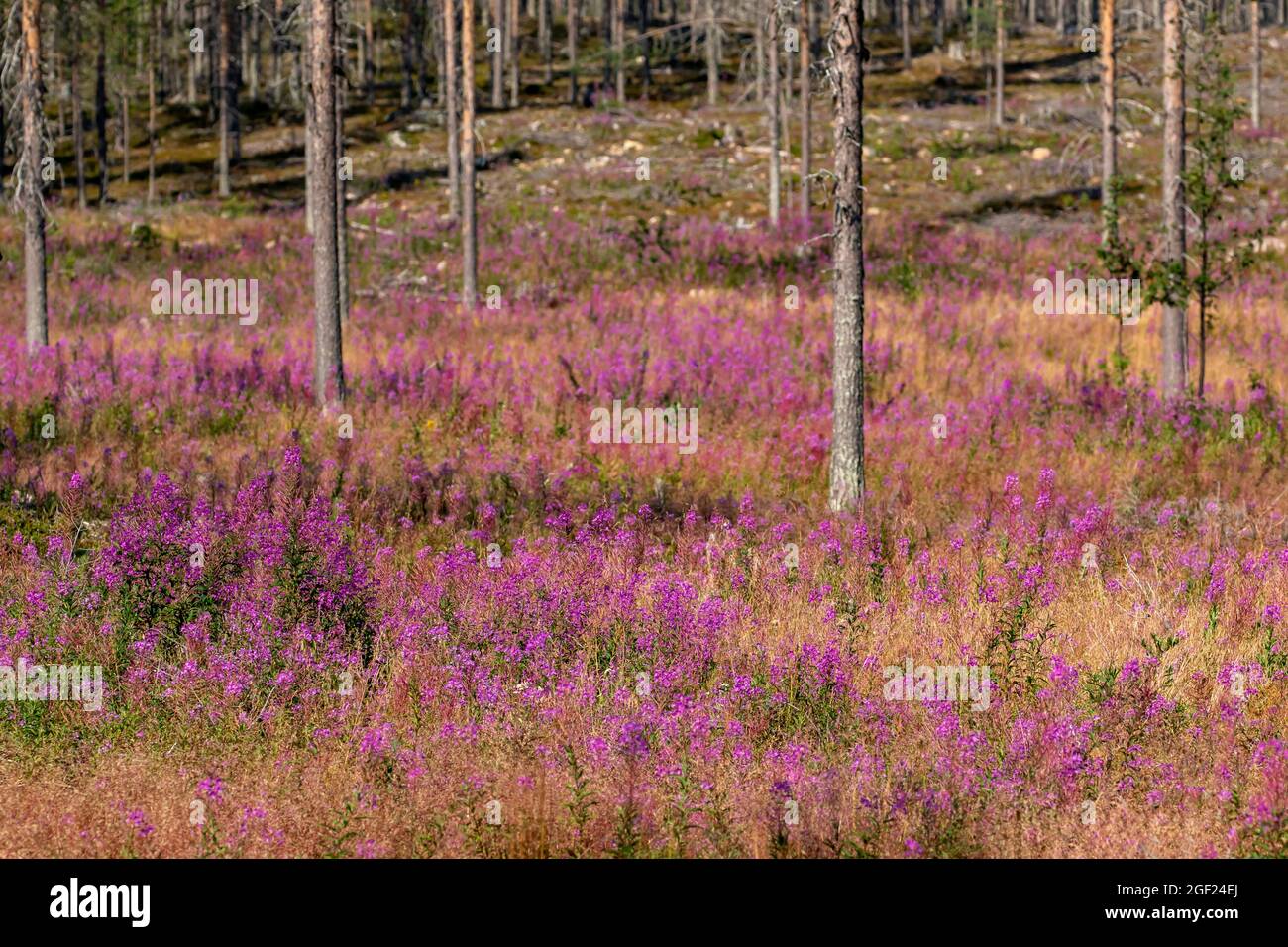 Flowering fireweed, Chamerion angustifolium colors the forest floor purple during summer in Finnish nature, Northern Europe Stock Photo