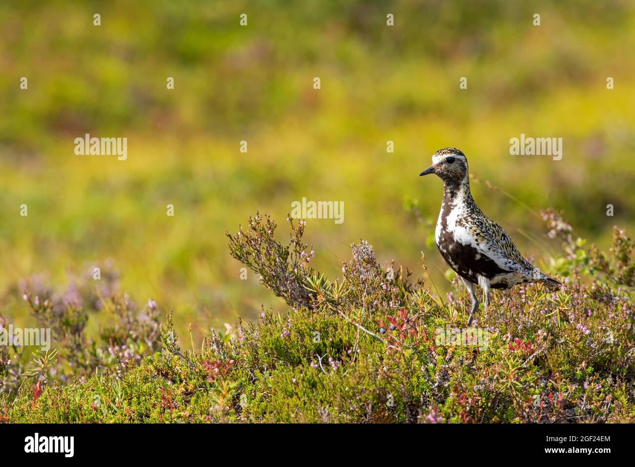 Beautiful European golden plover, Pluvialis apricaria, standing in its colorful habitat in Finnish wilderness at Riisitunturi National Park, Finland, Stock Photo