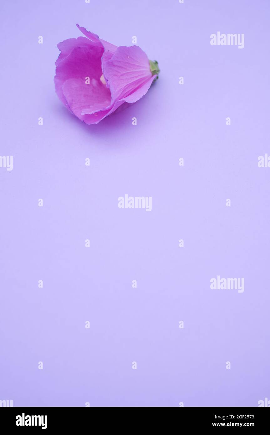 Close up of a velvet rose isolated on a light blue background with free ...