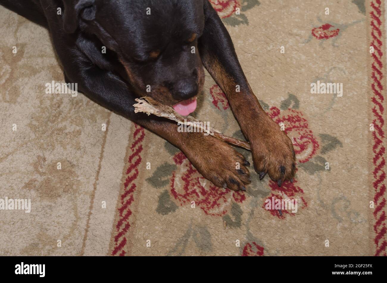 Black dog is lying on carpet and chewing treat. Rottweiler is biting ...