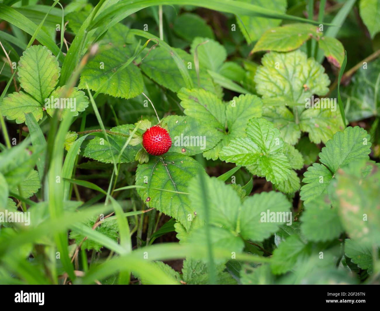 Wild strawberry in the forest Stock Photo