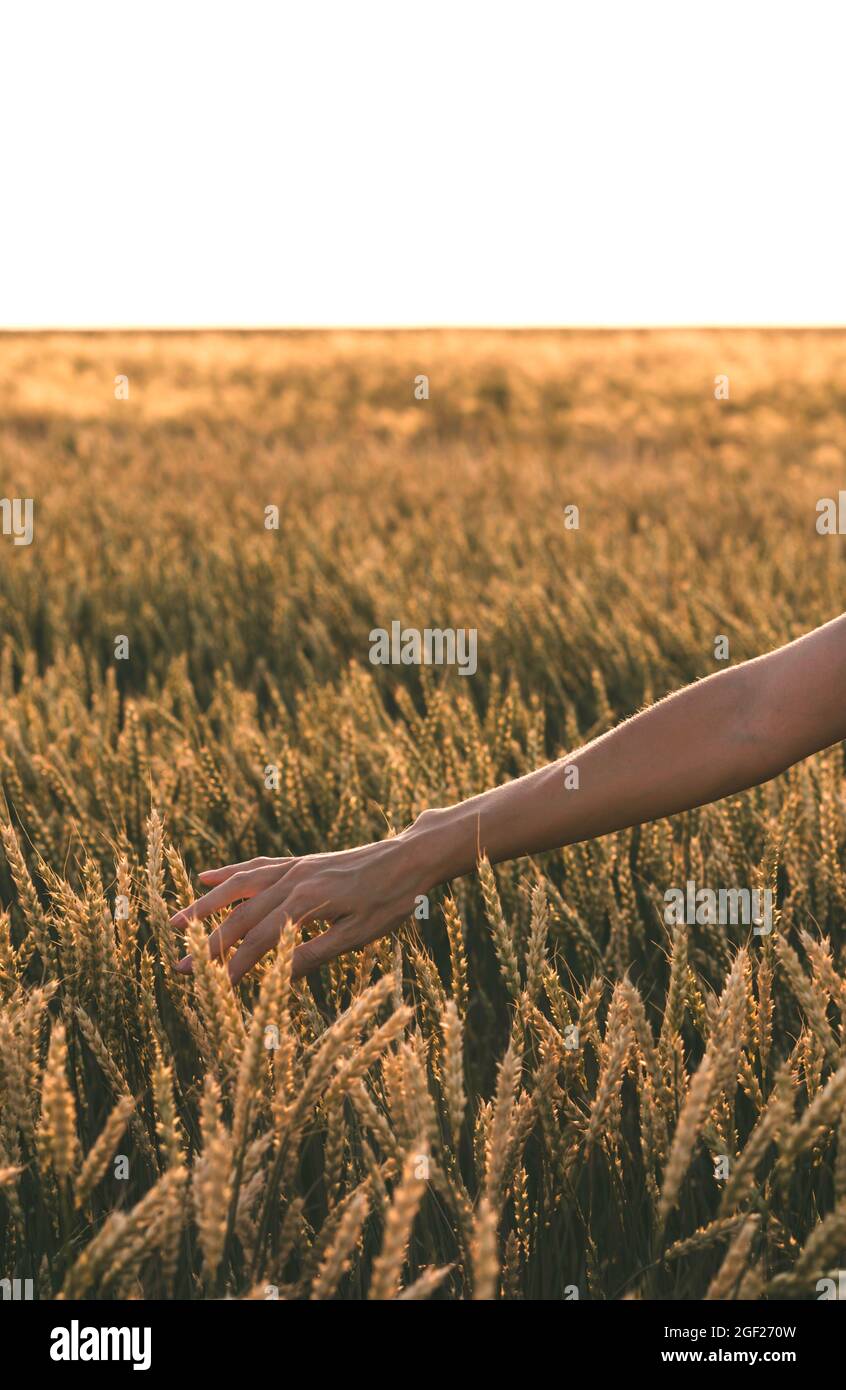 Happy woman enjoying the life in the sunny field. Nature beauty, and field with golden wheat. Outdoor lifestyle. Freedom concept. Woman in summer fiel Stock Photo