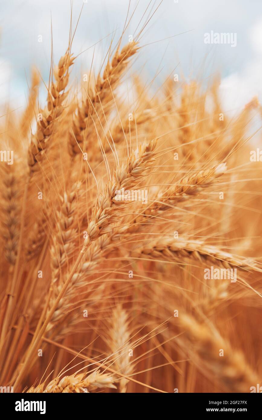 Ripe harvest ready wheat crops field in summer, cereal plant cultivation, selective focus Stock Photo