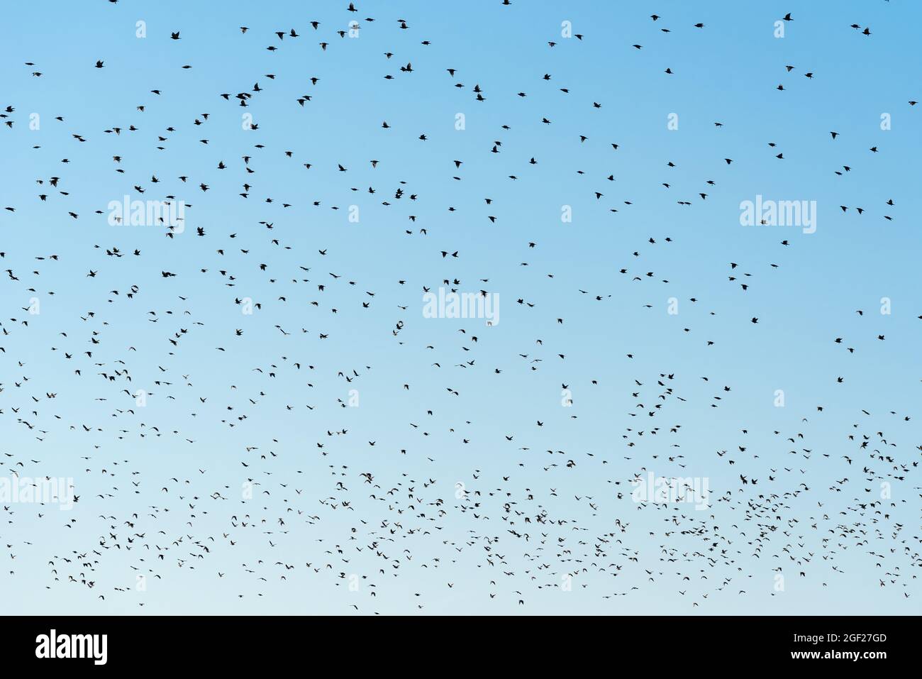 Flock of starling birds swarming at the sky, large group of animals as natural pattern Stock Photo