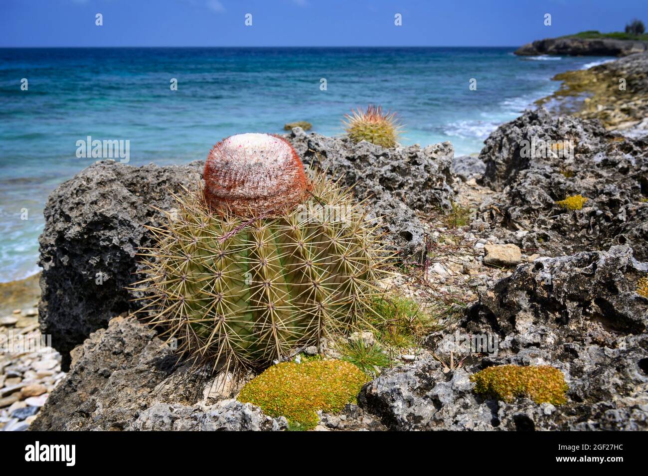 Turk´s Cap cactus (Melocactus macracanthos), Washington Slagbaai national park, Bonaire, Dutch Caribbean. Stock Photo