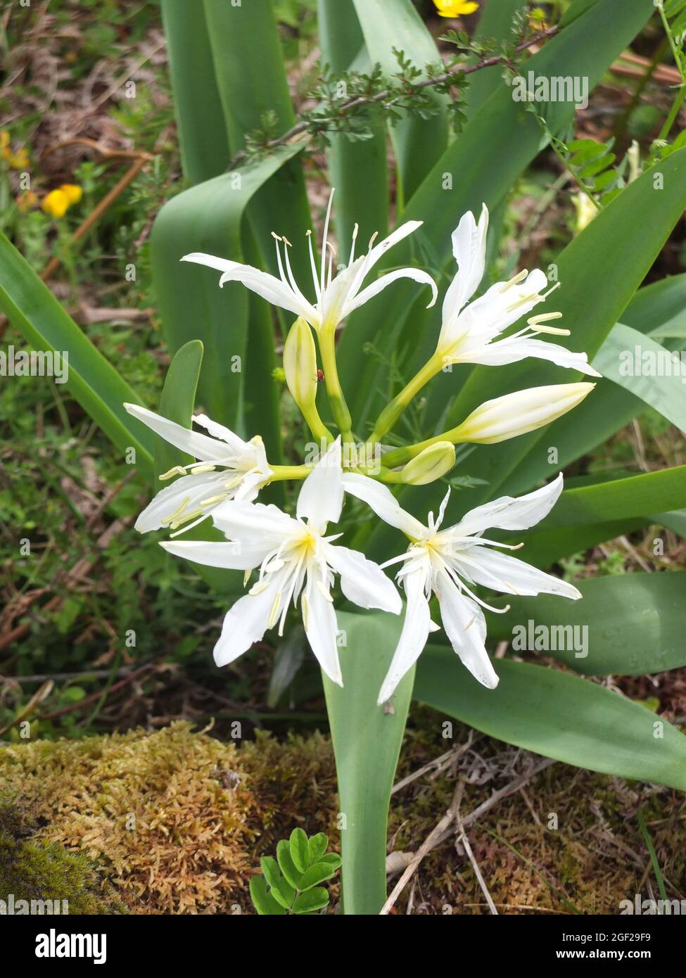Endemic plant Illyrian Sea Lily (Pancratium illyricum) in the mountains of Corsica, France Stock Photo