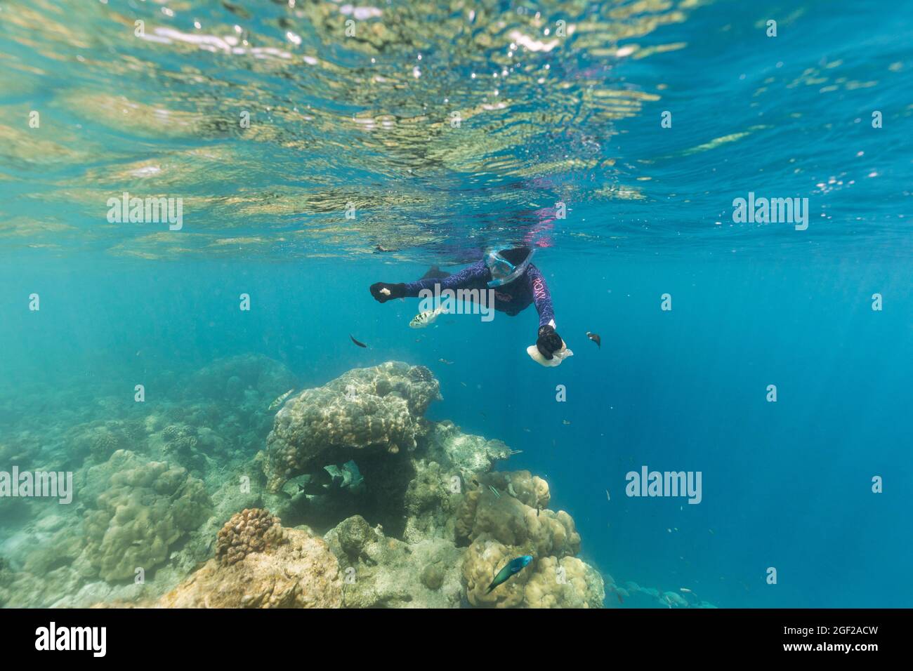 Snorkelling and Feeding Fish; Maldives Stock Photo