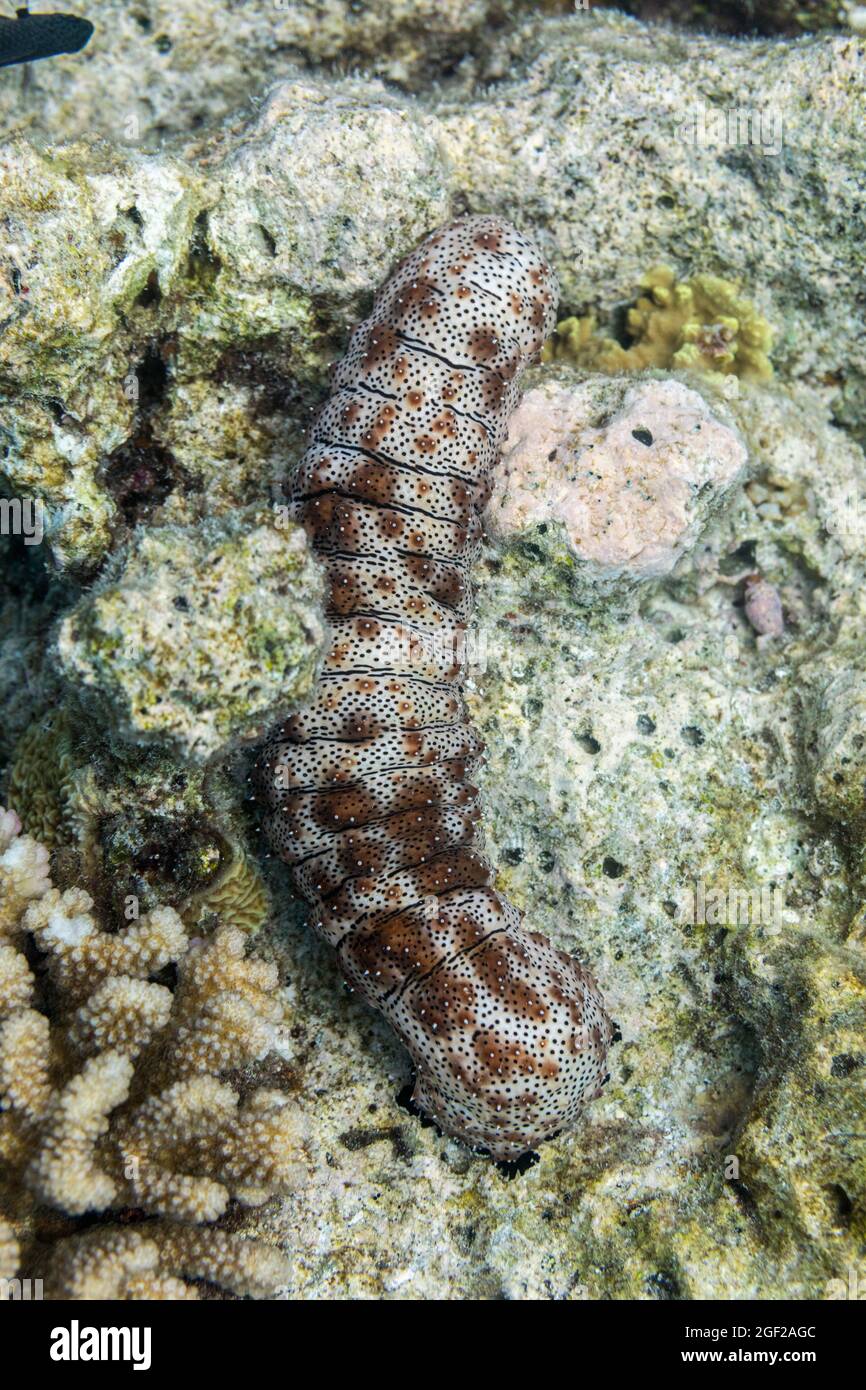 Sea Cucumber; Maldives Stock Photo