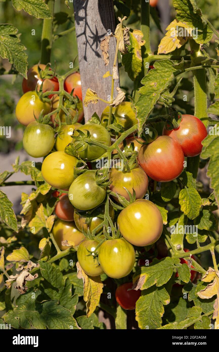 homegrown ripening tomatoes on vines in garden, healthy organic vegetable farm Stock Photo