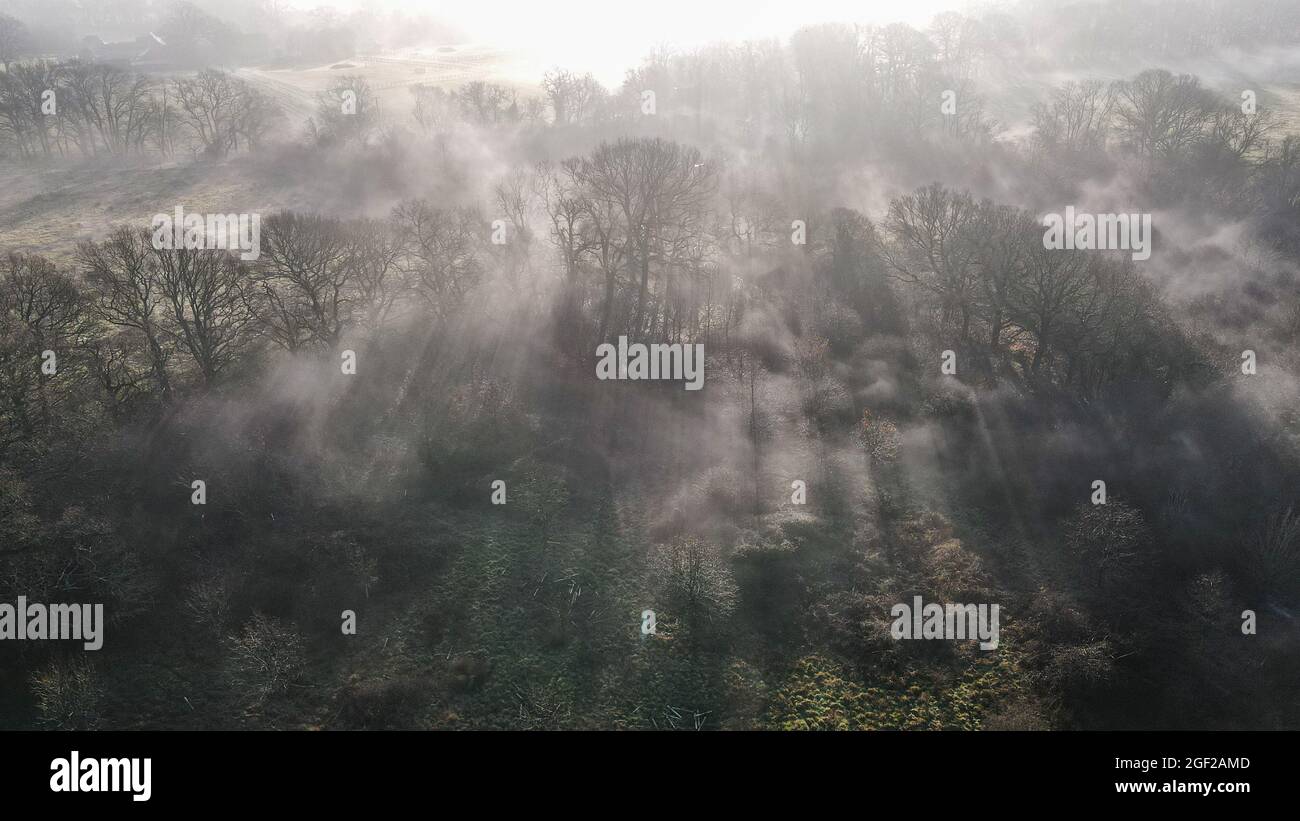 Aerial view of foggy forest in a early morning taken by a drone, West ...