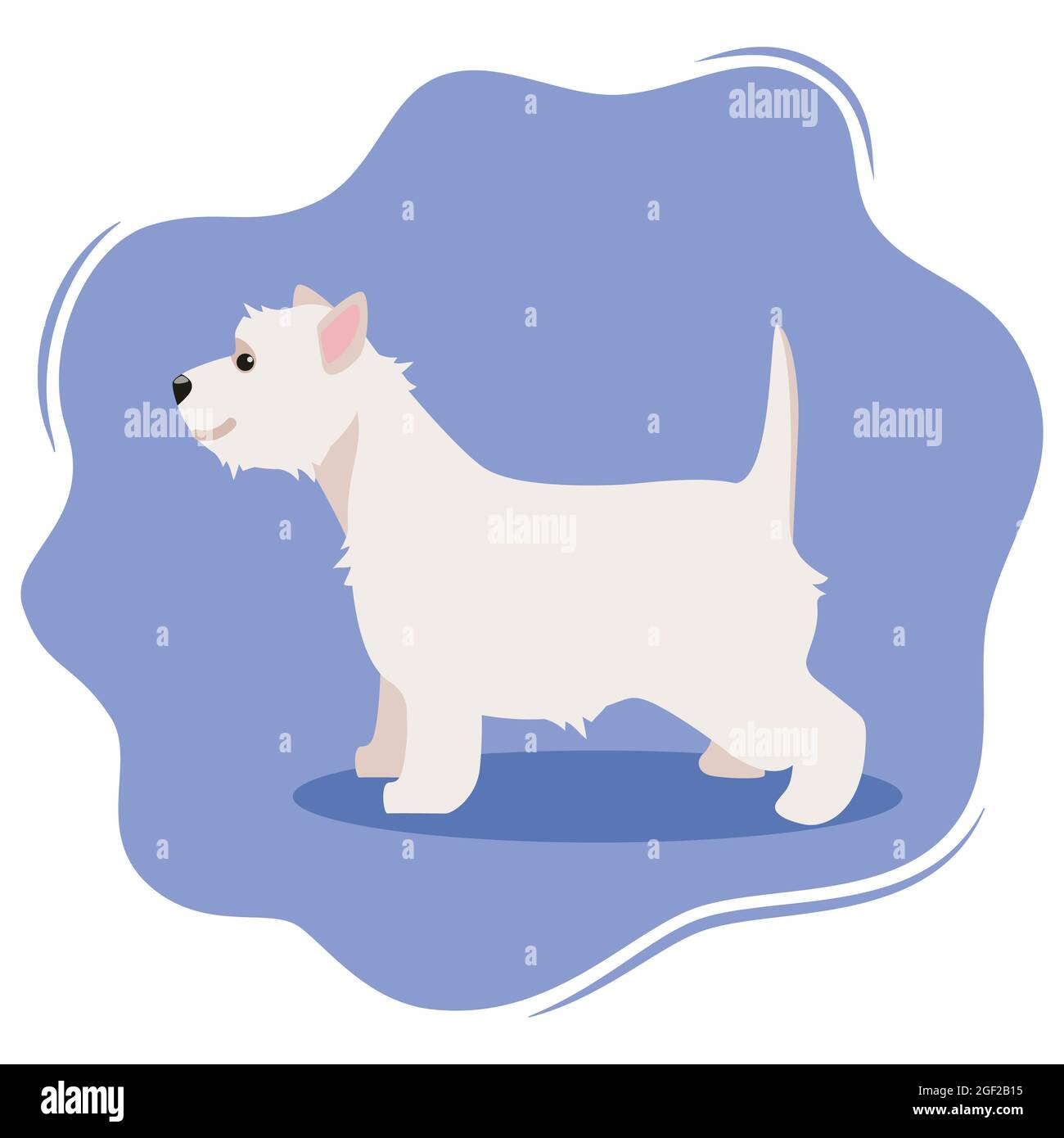 West Highland White Terrier or Westie. Lovely funny dog isolated on violet background. Fluffy adorable purebred domestic animal. Colorful vector illus Stock Vector