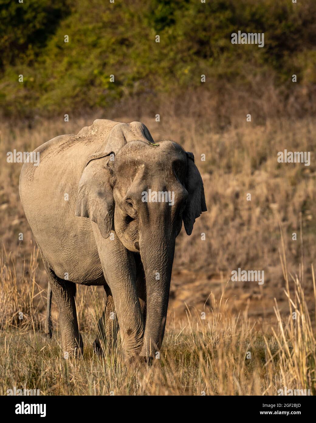 wild asian elephant or tusker head on portrait at dhikala zone of jim corbett national park uttarakhand india - Elephas maximus indicus Stock Photo