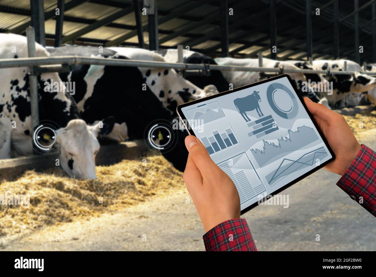 Dairy Farm Management dairy-farm-management