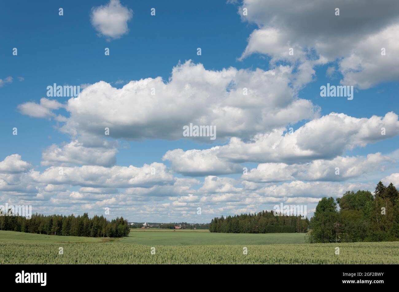 Fields of Wheat in Vammala Finland Stock Photo