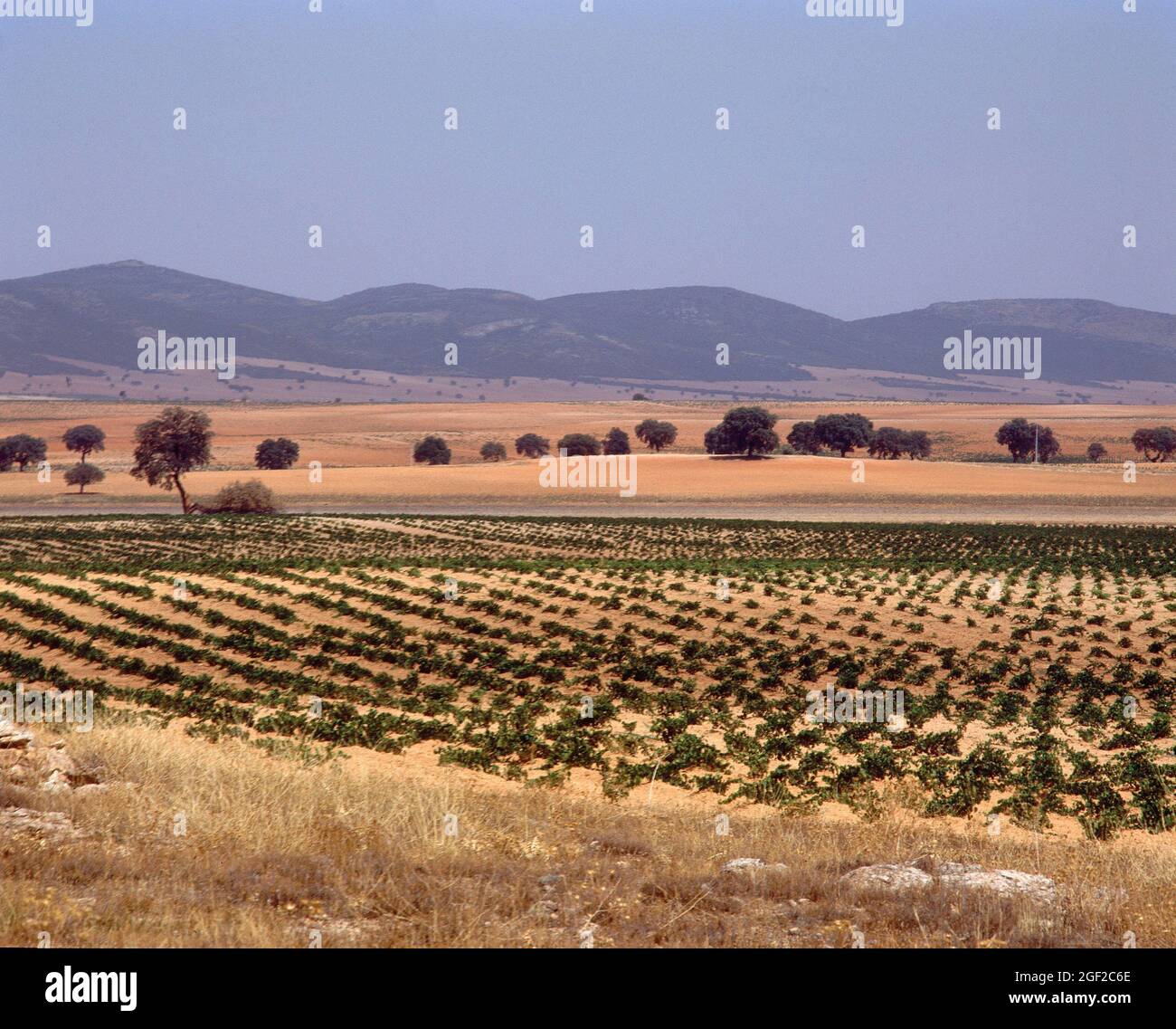 PAISAJE AGRARIO- VIÑAS. Location: EXTERIOR. PROVINCIA. CIUDAD REAL. SPAIN. Stock Photo