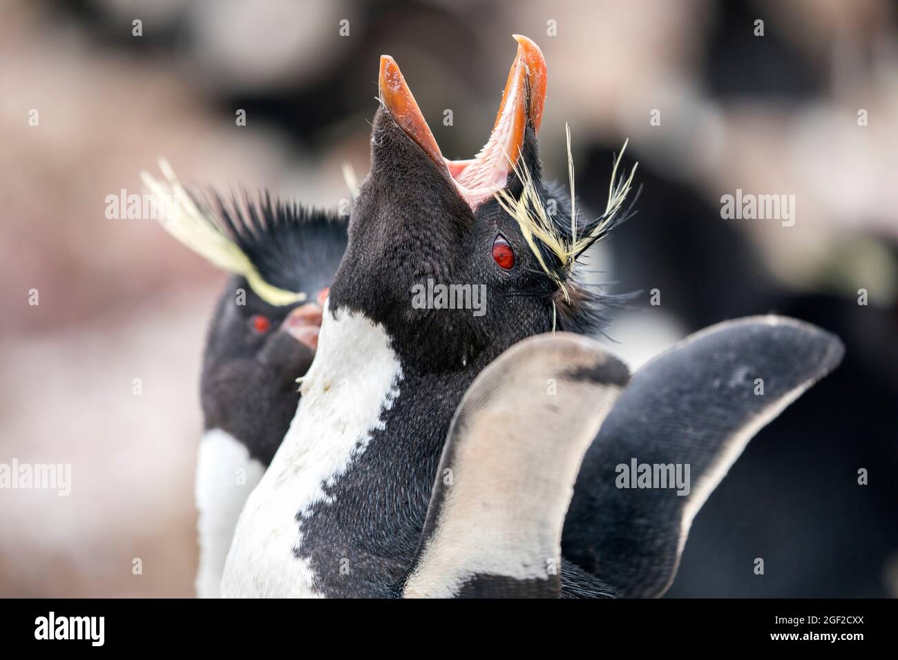 Southern Rockhopper Penguin; Eudyptes chrysocome; Calling; Falklands Stock Photo