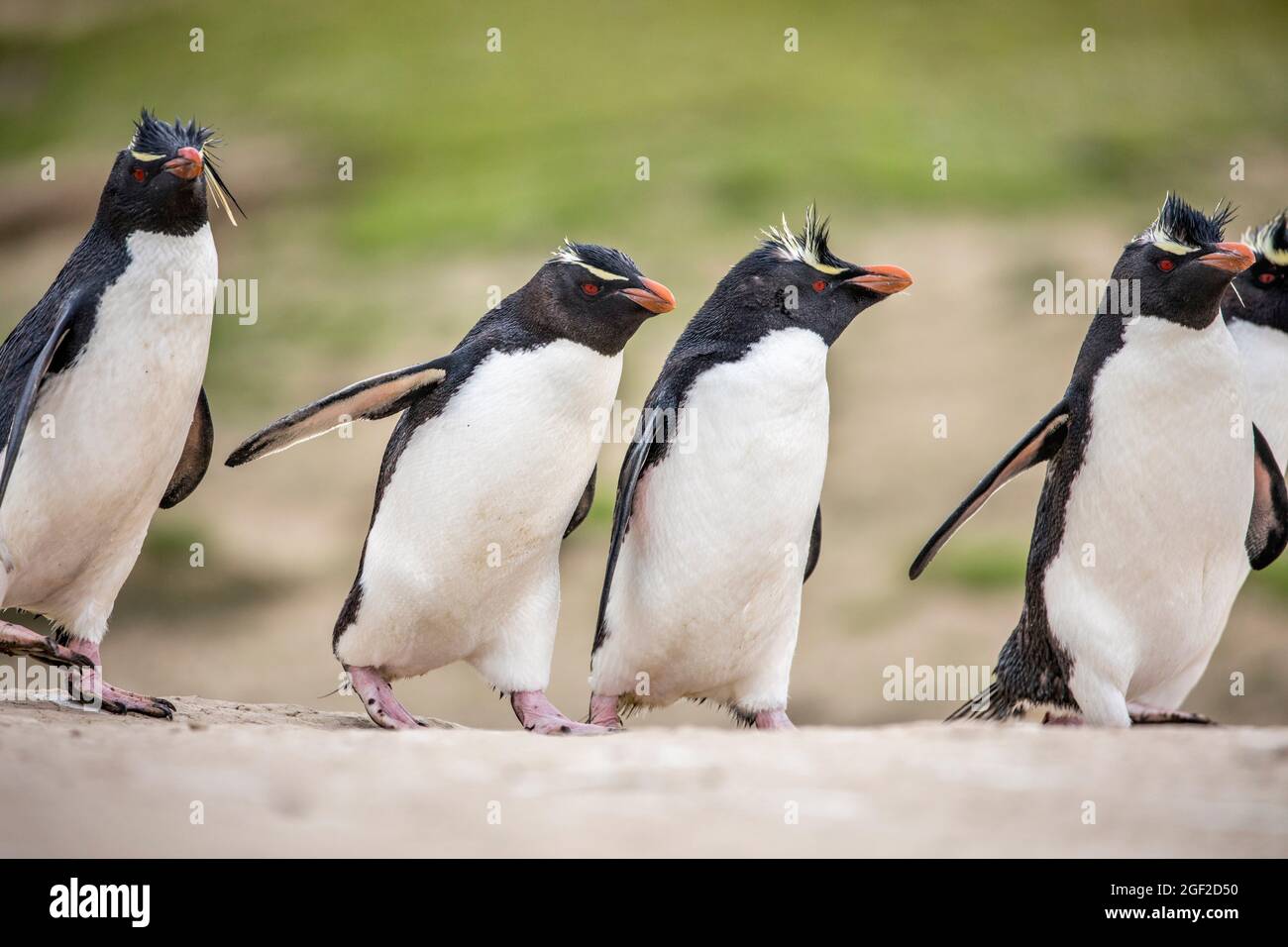 Southern Rockhopper Penguin; Eudyptes chrysocome; Group Walking; Falklands Stock Photo