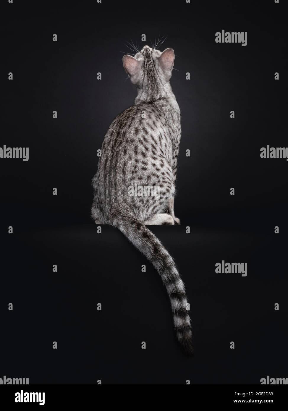 Excellent Egyptian Mau cat sitting backwards on edge. Looking up