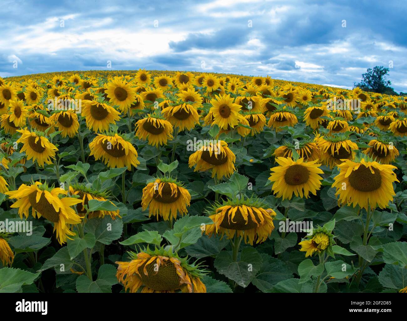 Sunflower field uk hires stock photography and images Alamy