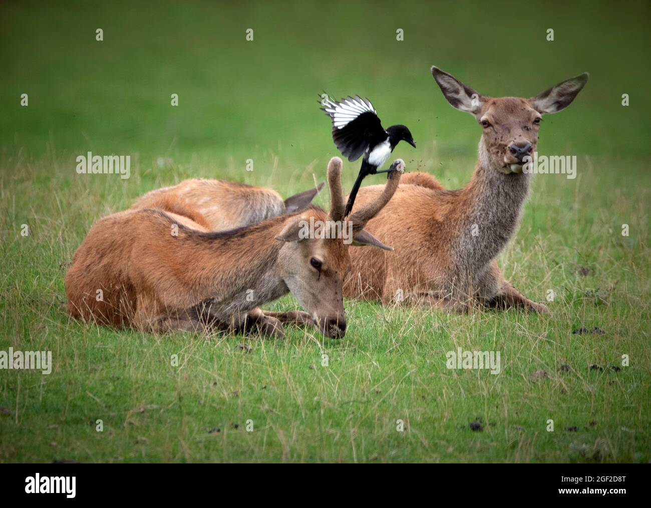 2 Deer and a Magpie. The Magpie seemed to enjoy jumping on the deer. Broadway Tower Deer Park, Worcestershire, UK Stock Photo