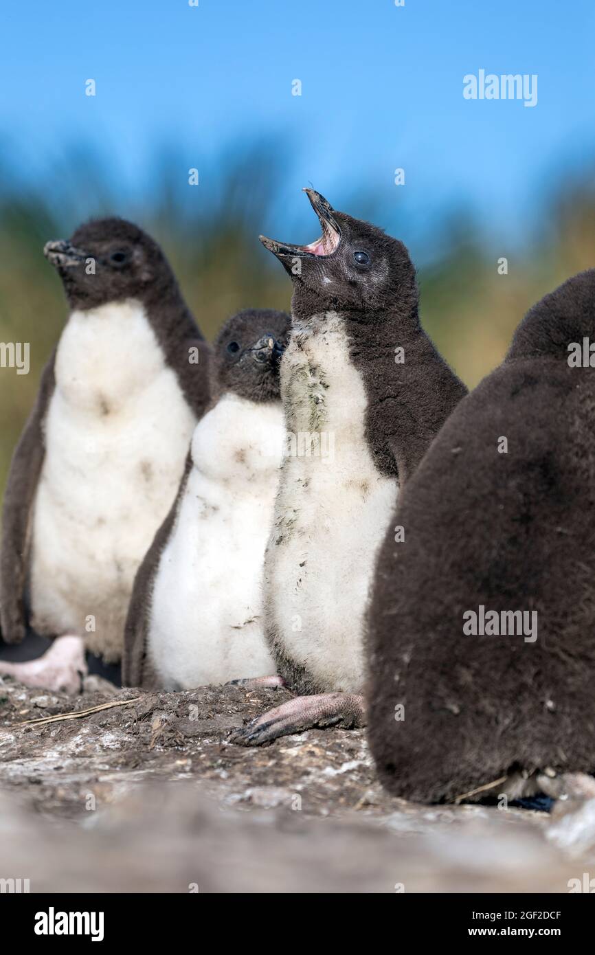 Southern Rockhopper Penguin; Eudyptes chrysocome; Chicks; Falklands Stock Photo