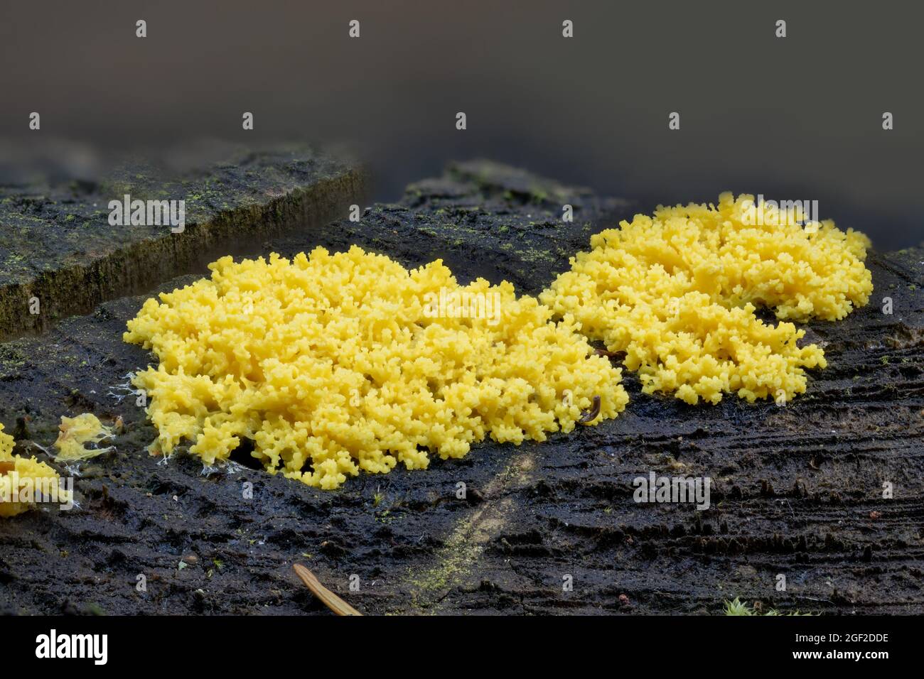 Close up of the yellow tufted fuligo septica on a rotting tree trunk Stock Photo