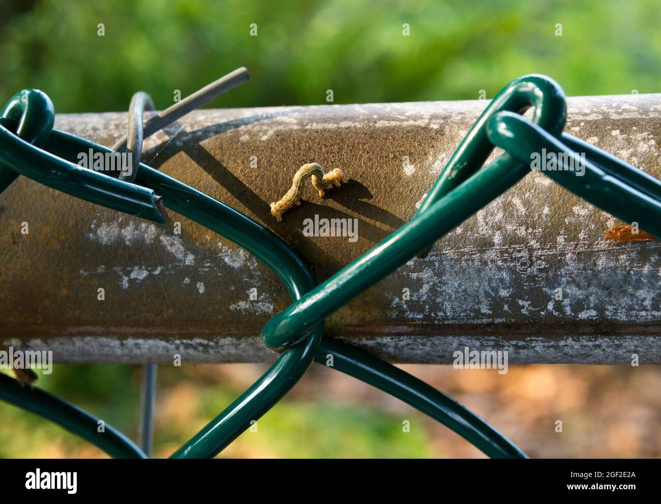 Western hemlock looper worm or larvae, inching its way across a fence