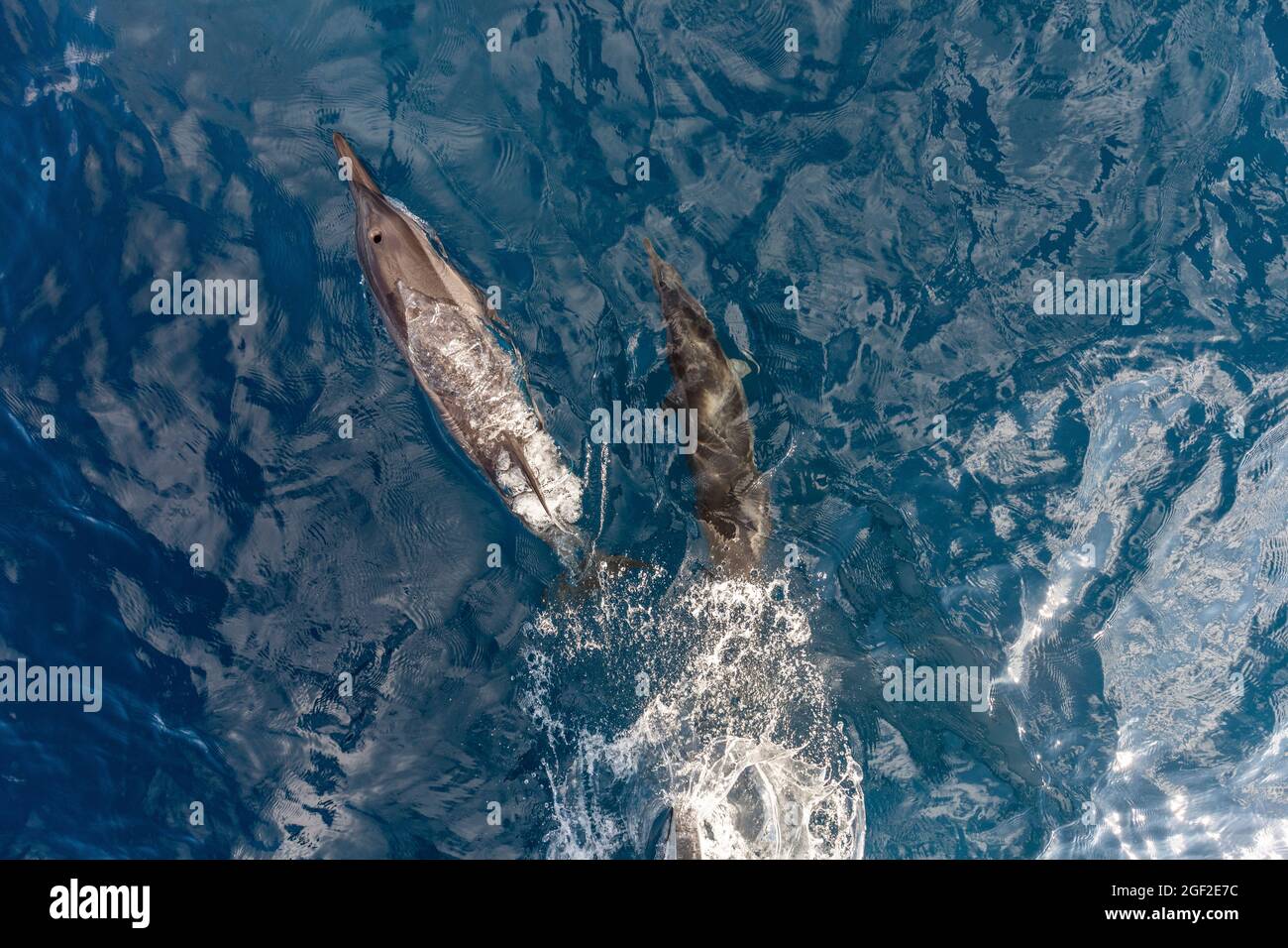 Spinner Dolphins; Stenella longirostris; Maldives Stock Photo