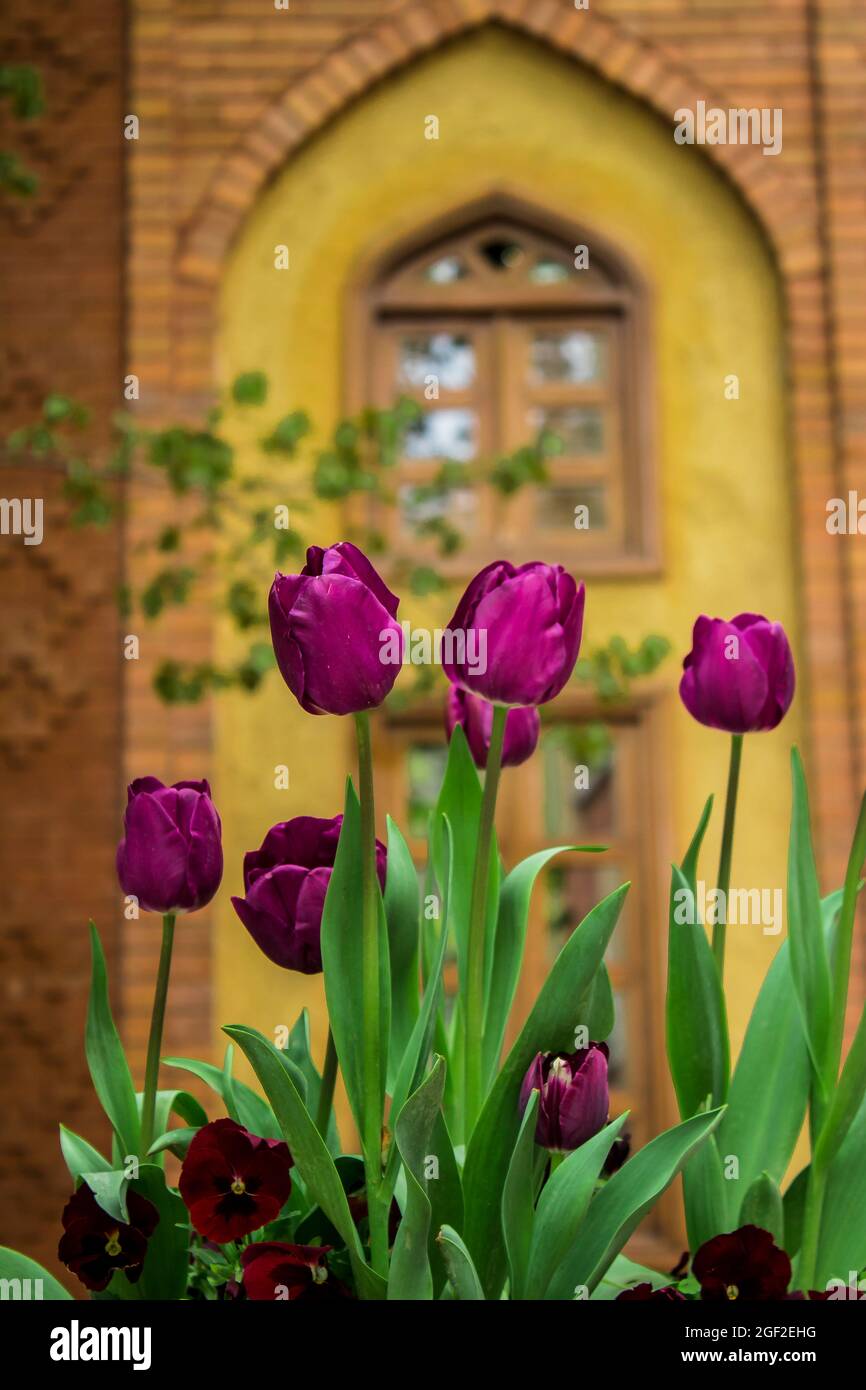 Beautiful tulips next to the old mansion Stock Photo Alamy