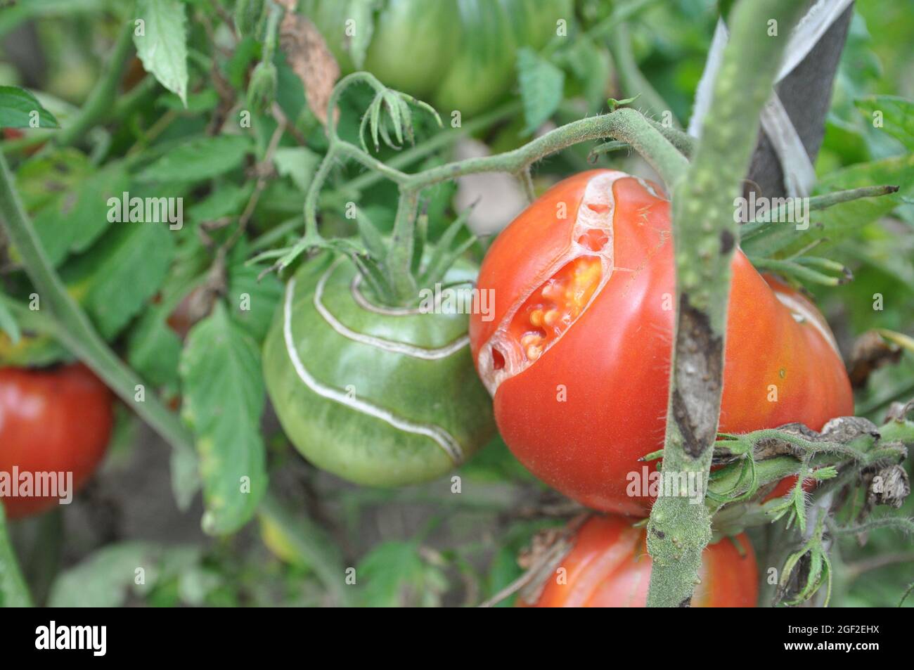 Cracking of tomato fruits on a bush during ripening. Plant diseases Stock Photo Alamy